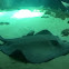 Caribbean whiptail stingray