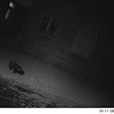 striped skunk
