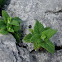 Menta. Mint
