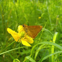 Lulworth Skipper