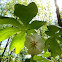 May apple blossom