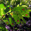 Columnea