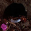 Rat hole