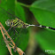 Green Skimmer