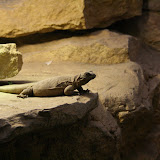 Bristol Zoo (41)
