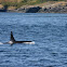 Killer Whale