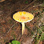 Fly agaric