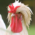 Houdan Rooster
