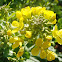 Mostaza, Field mustard