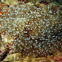 Frogspawn Coral