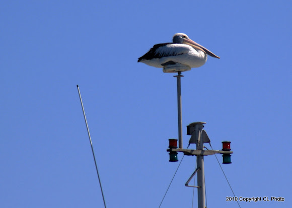 Spotting Image 1