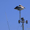 Australian Pelican