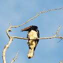 Trumpeter Hornbill