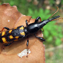 Unknown Brentidae