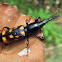 Unknown Brentidae