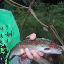 Rainbow Trout