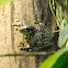 Amazon Milk Frog
