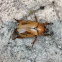Grapevine beetle