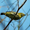 Oriental White-eye