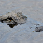 American Alligator