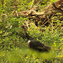 Wild Turkey