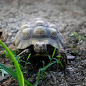 Sulcata Tortoise