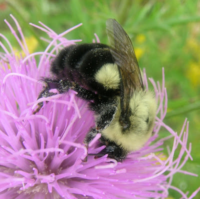 http://lh5.ggpht.com/ncsuinsects/R72qQ4NEqeI/AAAAAAAAAeY/HX_GwbEg2RI/s400/impatiens.jpg