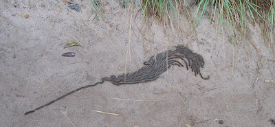 caterpillar procession