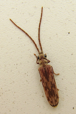 reticulated beetle at light