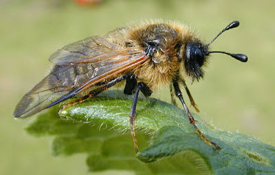 hawthorn sawfly on leaf