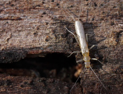 stonefly walking on piece of wood