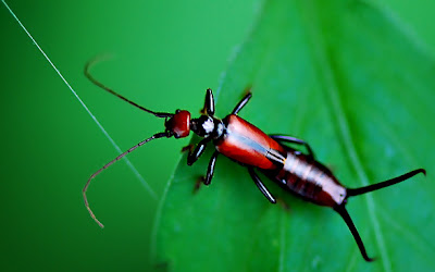 beautiful tropical earwig