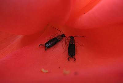 earwigs in a rose flower