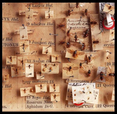 old pinned insects