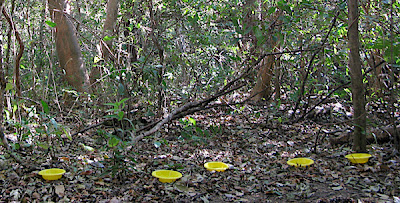 line of pan traps in forest