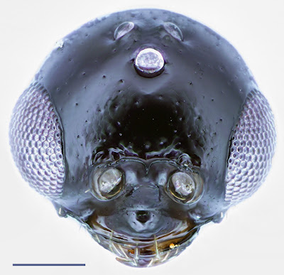 anterior head view of a Lagynodes male