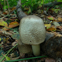 Western Flat-top Agaricus/Parelhoenchampignon