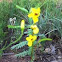 Partridge Pea