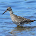Lesser Yellowleg