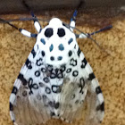 Giant Leopard Moth