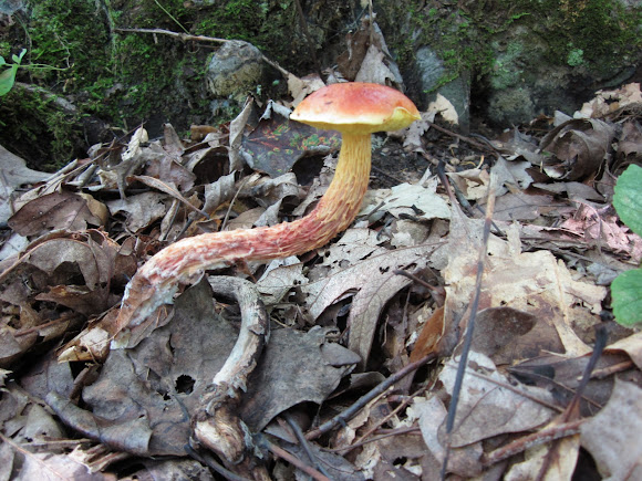 Spotting Image 1