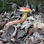 Boletus mushroom