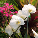 Moth Orchid