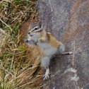 Chipmunk