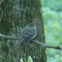 flycatcher?