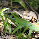 Green Crested Lizard