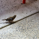 House Sparrow
