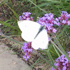 Small White