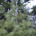 white pine