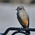 Say's Phoebe